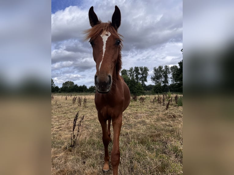 Belgisches Warmblut Hengst 2 Jahre 170 cm Fuchs in erpe mere