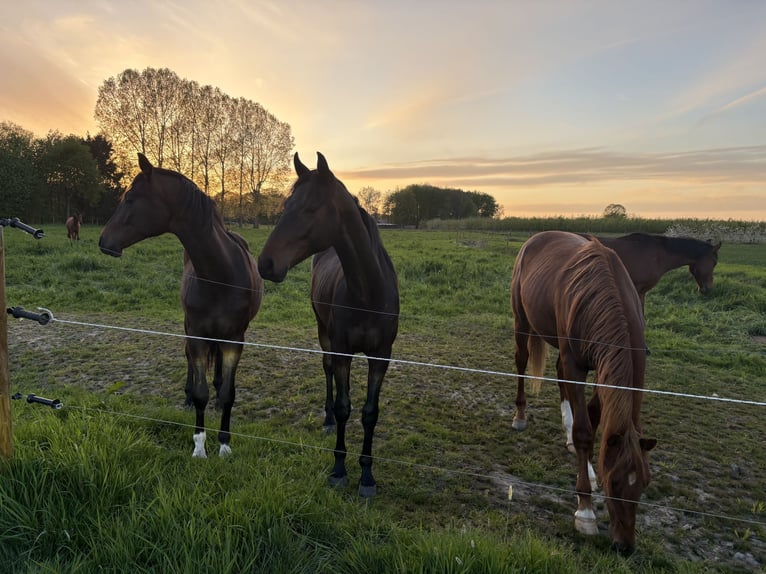 Belgisches Warmblut Hengst 2 Jahre Dunkelbrauner in Zemst
