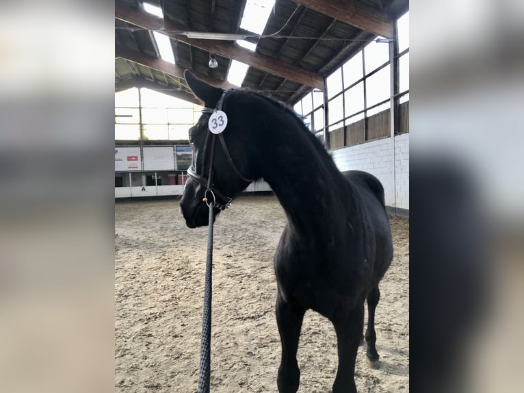 Belgisches Warmblut Hengst 2 Jahre Rappe in Sint-Jan-In-Eremo