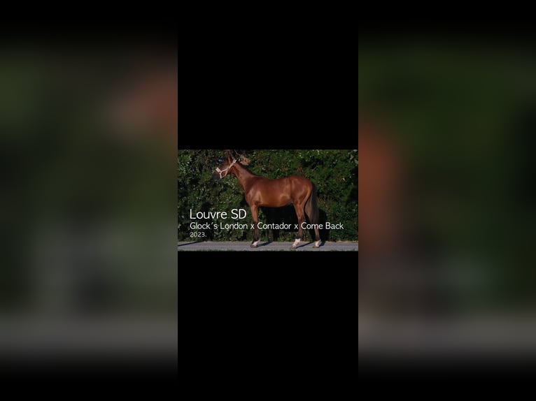 Belgisches Warmblut Hengst 2 Jahre Rotbrauner in Zagreb