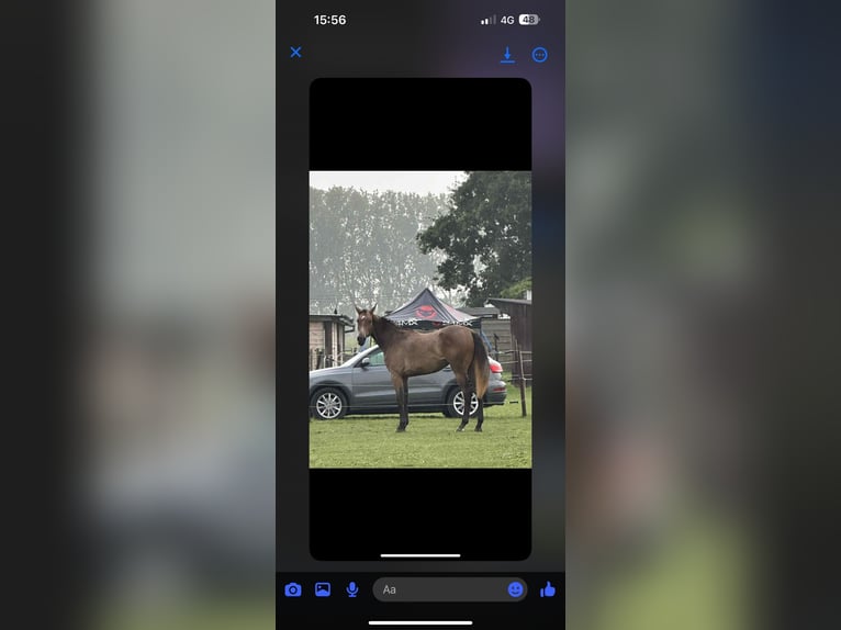 Belgisches Warmblut Hengst 2 Jahre in Diepenbeek