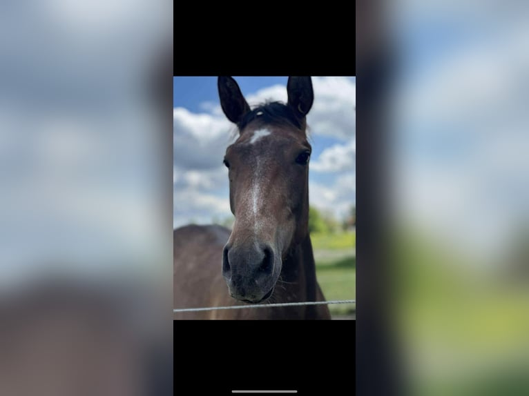 Belgisches Warmblut Hengst 2 Jahre in Diepenbeek