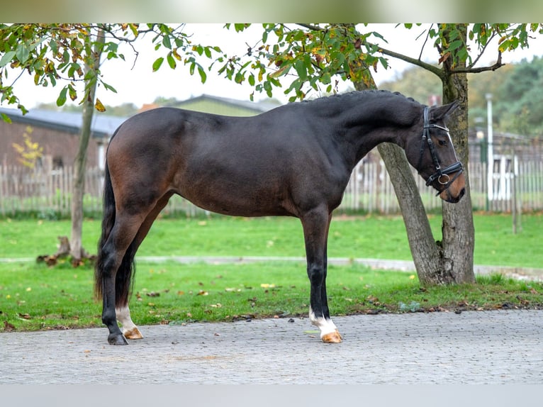 Belgisches Warmblut Hengst 3 Jahre 146 cm Brauner in GROTE-BROGEL