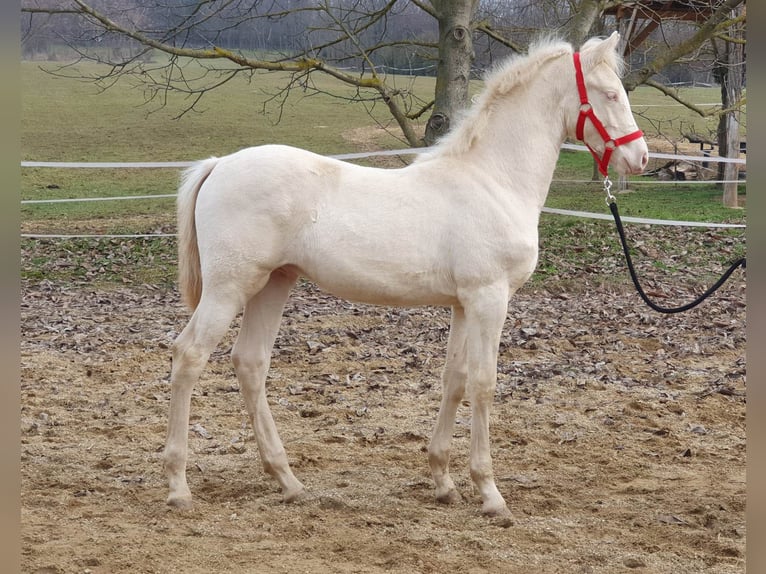 Belgisches Warmblut Hengst 3 Jahre 148 cm Perlino in Visz