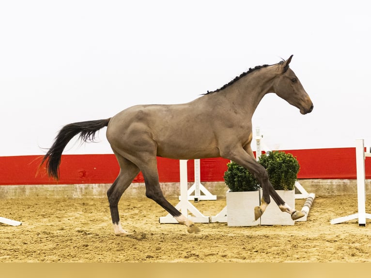 Belgisches Warmblut Hengst 3 Jahre 156 cm  in Waddinxveen