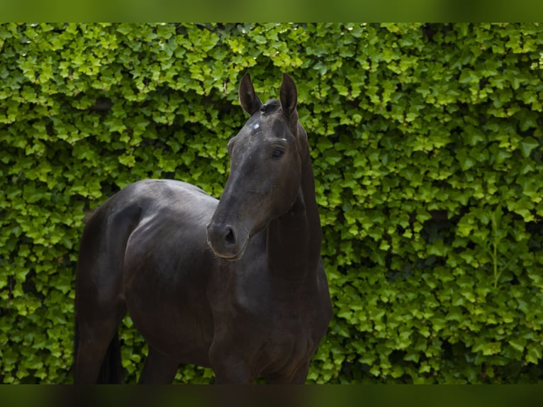 Belgisches Warmblut Hengst 3 Jahre 157 cm Rappe in Waddinxveen