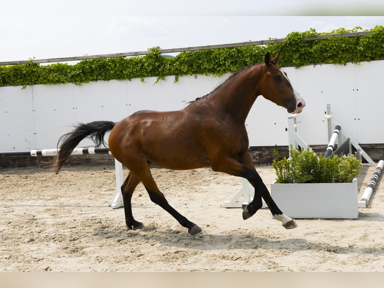 Belgisches Warmblut Hengst 3 Jahre 158 cm Brauner in Waddinxveen