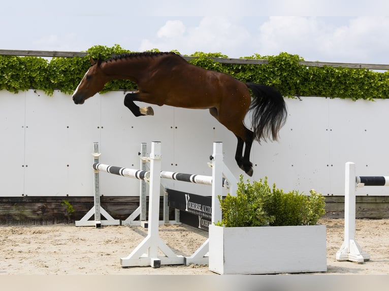Belgisches Warmblut Hengst 3 Jahre 158 cm Brauner in Waddinxveen