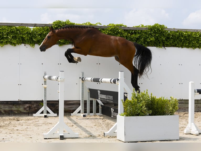 Belgisches Warmblut Hengst 3 Jahre 158 cm Brauner in Waddinxveen