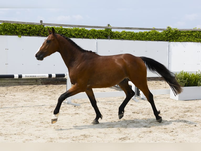 Belgisches Warmblut Hengst 3 Jahre 158 cm Brauner in Waddinxveen