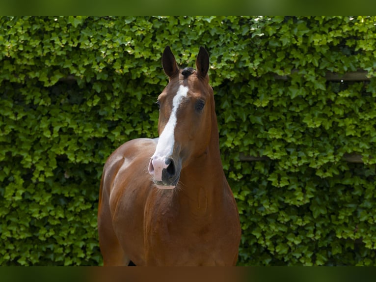 Belgisches Warmblut Hengst 3 Jahre 158 cm Brauner in Waddinxveen