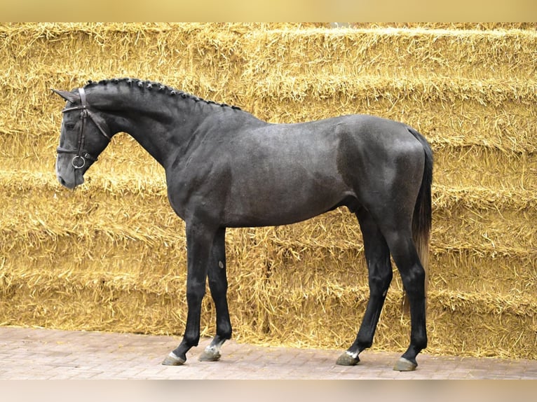 Belgisches Warmblut Hengst 3 Jahre 160 cm Schimmel in Bladel