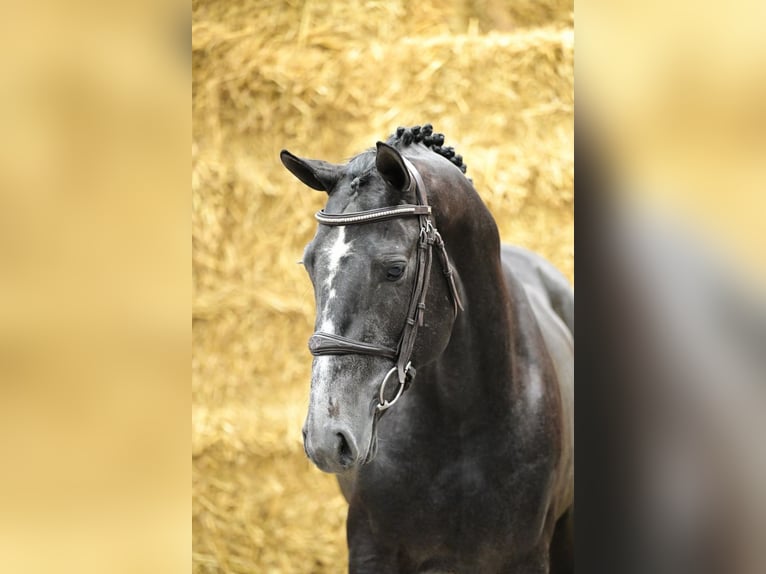 Belgisches Warmblut Hengst 3 Jahre 160 cm Schimmel in Bladel