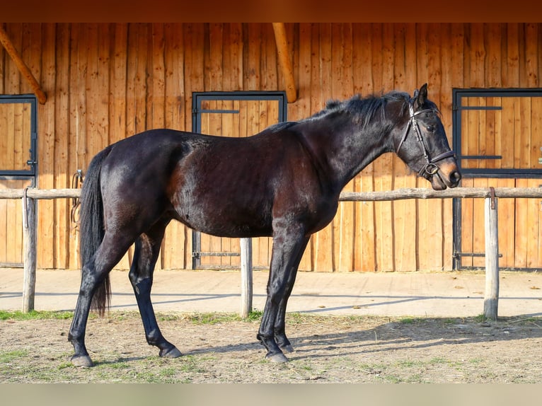 Belgisches Warmblut Hengst 3 Jahre 160 cm Schwarzbrauner in Ajka