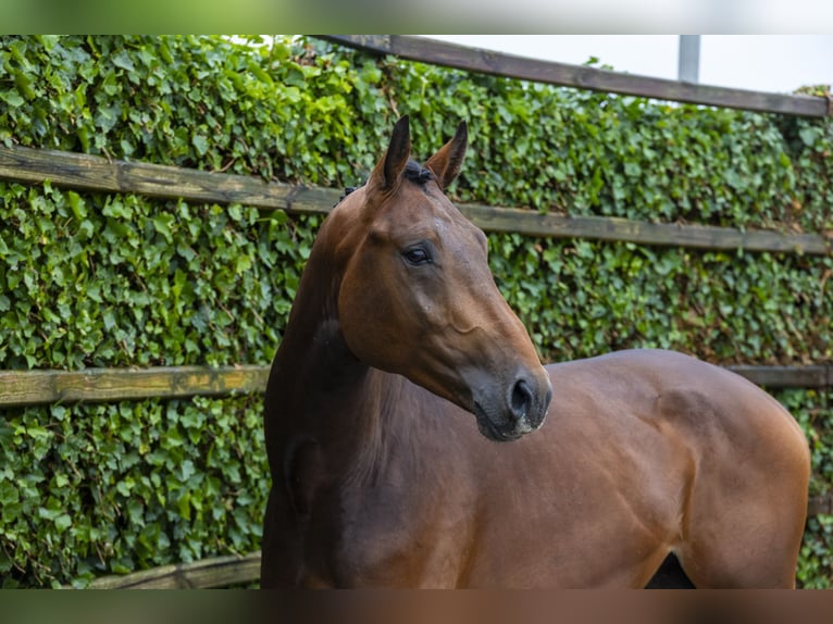 Belgisches Warmblut Hengst 3 Jahre 162 cm Brauner in Waddinxveen