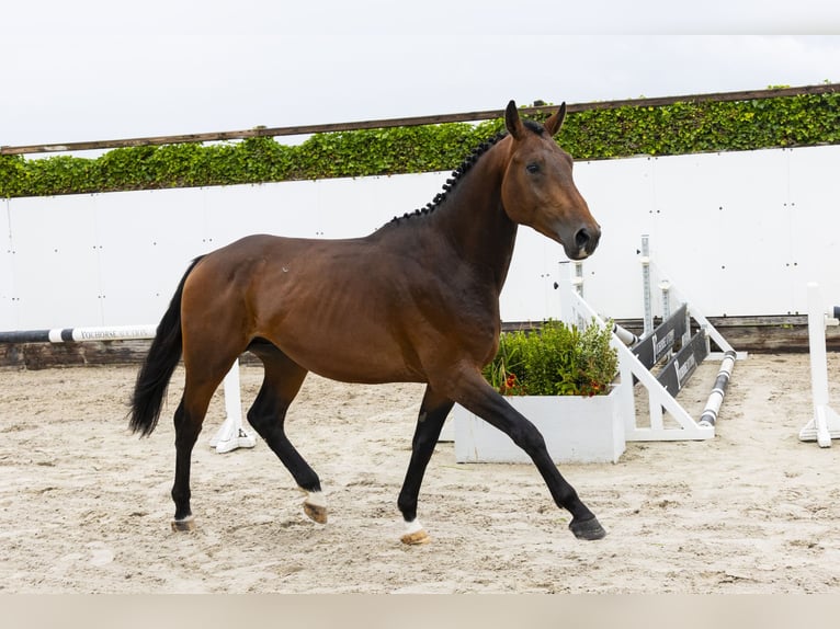 Belgisches Warmblut Hengst 3 Jahre 162 cm Brauner in Waddinxveen