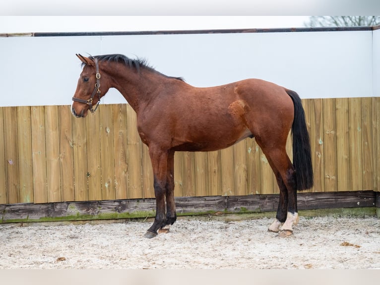 Belgisches Warmblut Hengst 3 Jahre 163 cm Brauner in Bocholt