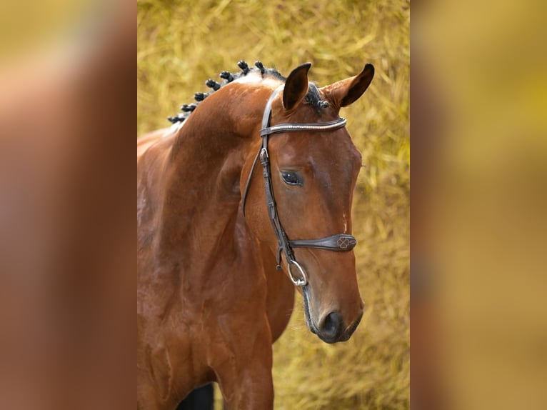 Belgisches Warmblut Hengst 3 Jahre 164 cm Brauner in Bladel