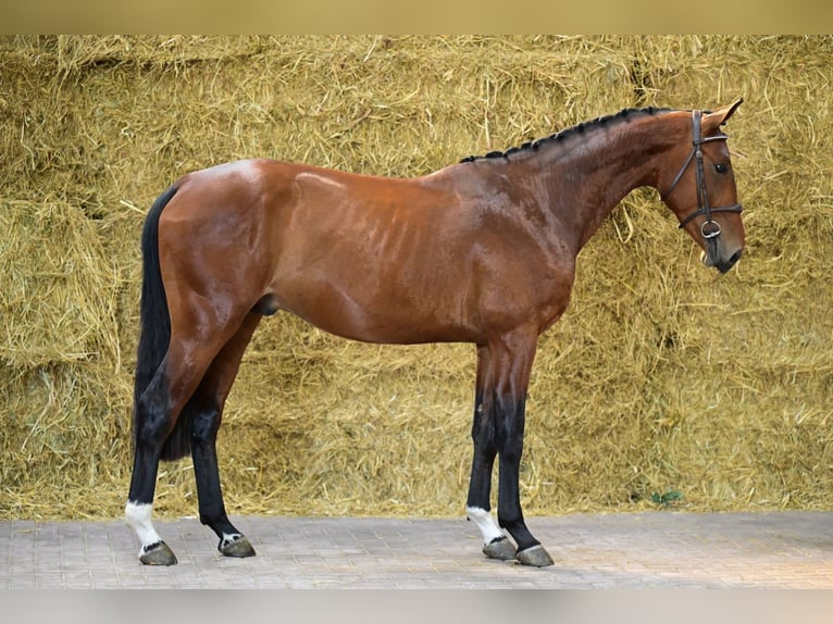 Belgisches Warmblut Hengst 3 Jahre 164 cm Brauner in Bladel