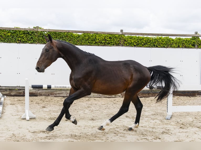 Belgisches Warmblut Hengst 3 Jahre 164 cm Brauner in Waddinxveen