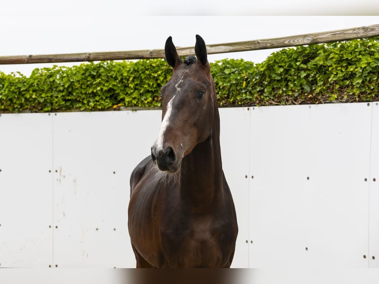 Belgisches Warmblut Hengst 3 Jahre 164 cm Brauner in Waddinxveen