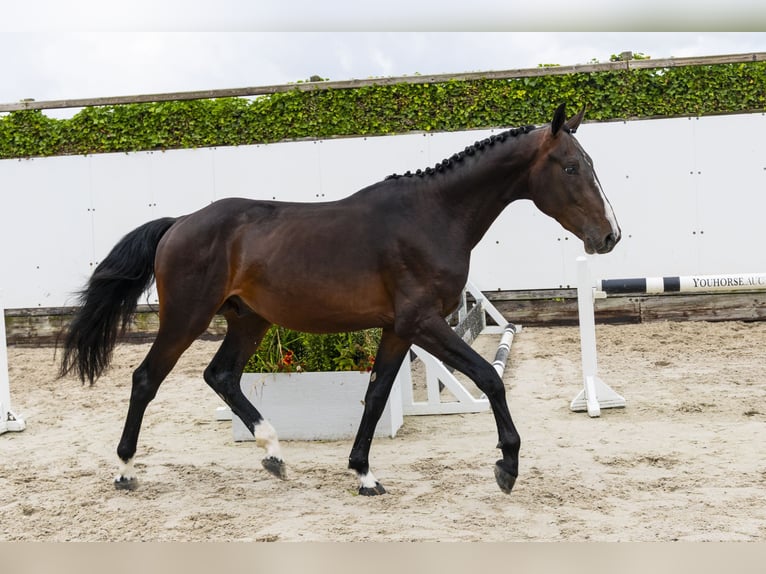 Belgisches Warmblut Hengst 3 Jahre 164 cm Brauner in Waddinxveen