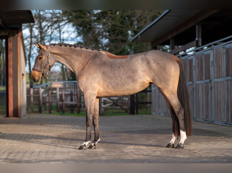Belgisches Warmblut Hengst 3 Jahre 164 cm Brauner in Wijchmaal