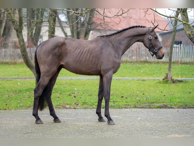 Belgisches Warmblut Hengst 3 Jahre 164 cm Dunkelbrauner in Wijchmaal