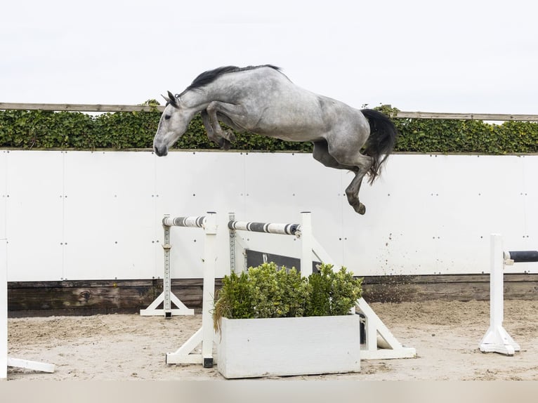 Belgisches Warmblut Hengst 3 Jahre 164 cm  in Waddinxveen