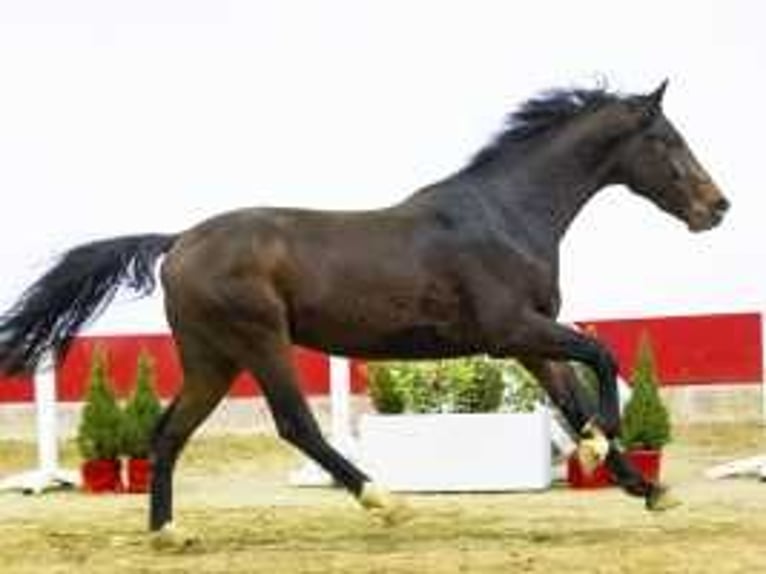 Belgisches Warmblut Hengst 3 Jahre 165 cm Brauner in Waddinxveen