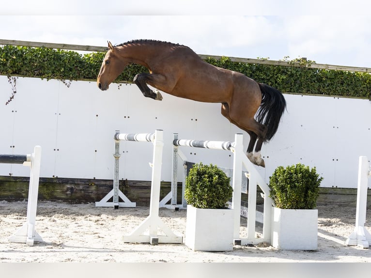 Belgisches Warmblut Hengst 3 Jahre 166 cm Brauner in Waddinxveen