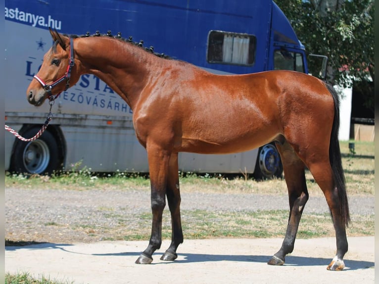 Belgisches Warmblut Hengst 3 Jahre 166 cm Brauner in Wien, Innere Stadt