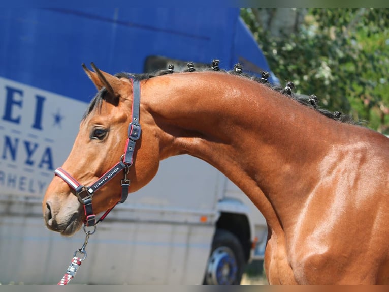 Belgisches Warmblut Hengst 3 Jahre 166 cm Brauner in Wien, Innere Stadt