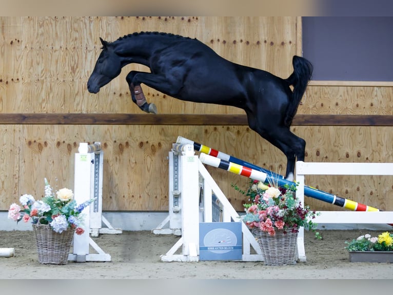 Belgisches Warmblut Hengst 3 Jahre 167 cm Rappe in Kinrooi