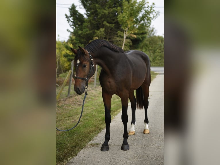 Belgisches Warmblut Hengst 3 Jahre 168 cm Dunkelbrauner in Gyula