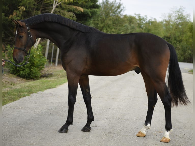Belgisches Warmblut Hengst 3 Jahre 168 cm Dunkelbrauner in Gyula