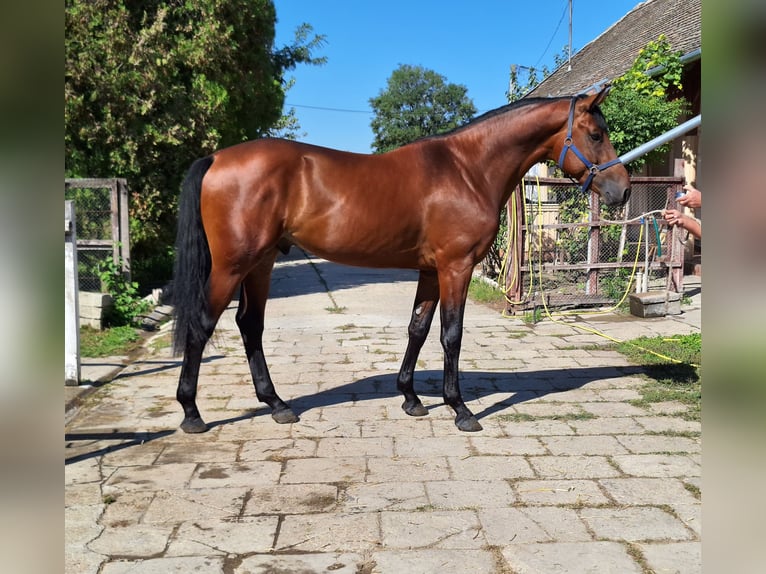 Belgisches Warmblut Hengst 3 Jahre 169 cm Brauner in Békéscsaba