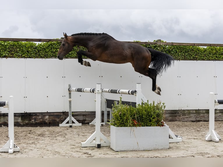 Belgisches Warmblut Hengst 3 Jahre 169 cm Brauner in Waddinxveen