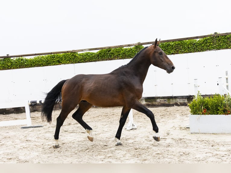 Belgisches Warmblut Hengst 3 Jahre 169 cm Brauner in Waddinxveen