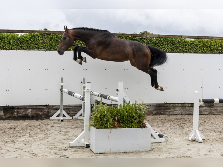 Belgisches Warmblut Hengst 3 Jahre 169 cm Brauner in Waddinxveen
