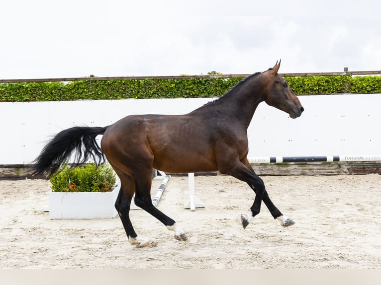 Belgisches Warmblut Hengst 3 Jahre 169 cm Brauner in Waddinxveen