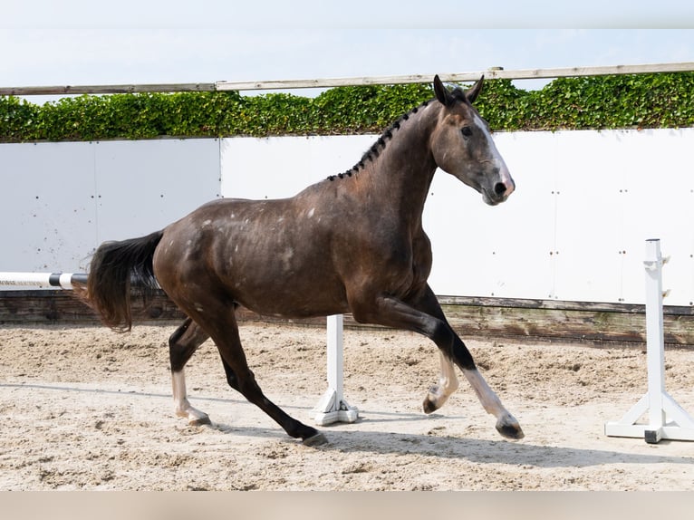 Belgisches Warmblut Hengst 3 Jahre 170 cm Schimmel in Waddinxveen