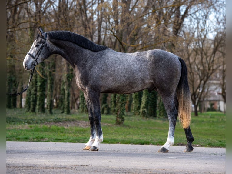 Belgisches Warmblut Hengst 3 Jahre 173 cm  in Békéscsaba