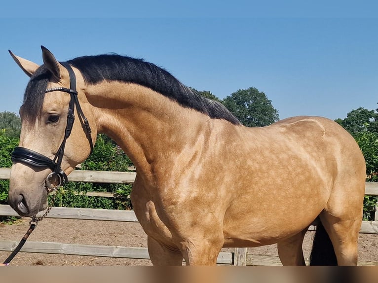 Belgisches Warmblut Hengst 3 Jahre Buckskin in Den Ham