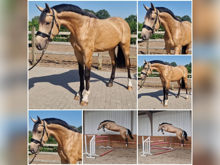 Belgisches Warmblut Hengst 3 Jahre Buckskin in Den Ham
