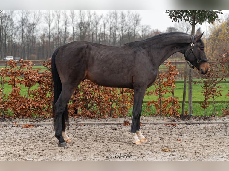 Belgisches Warmblut Hengst 3 Jahre Dunkelbrauner in Bladel