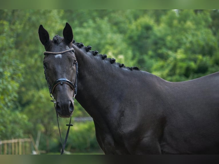 Belgisches Warmblut Hengst 3 Jahre Rappe in Kaarst