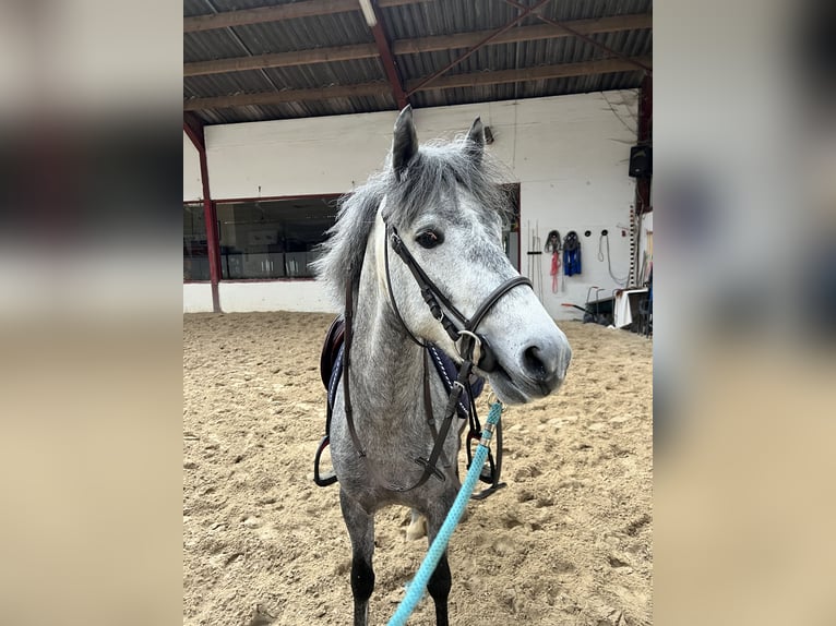 Belgisches Warmblut Hengst 4 Jahre 142 cm Apfelschimmel in hannut
