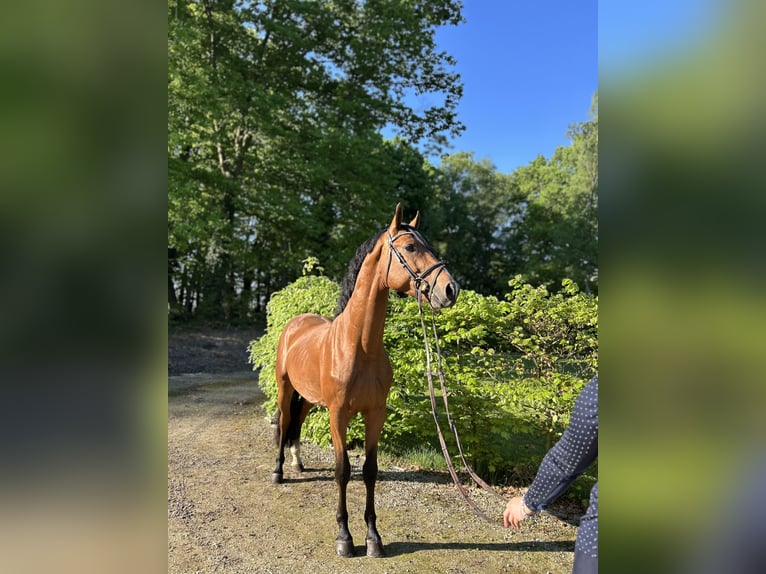 Belgisches Warmblut Hengst 4 Jahre 163 cm Brauner in Belsele