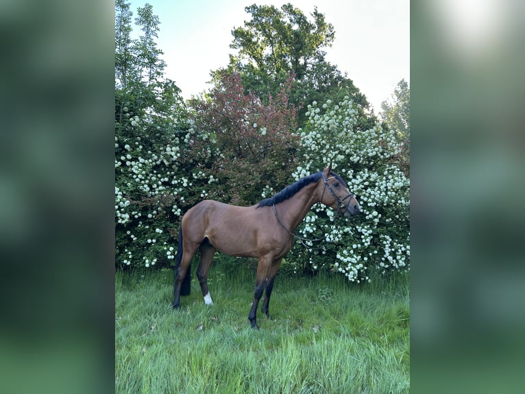 Belgisches Warmblut Hengst 4 Jahre 163 cm Brauner in Belsele